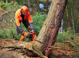 Best Tree Preservation Services  in Alameda, CA