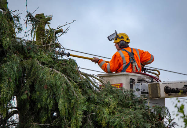 Best Tree Trimming and Pruning  in Alameda, CA